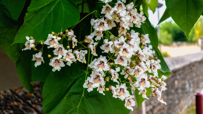 catalpa speciosa flowers