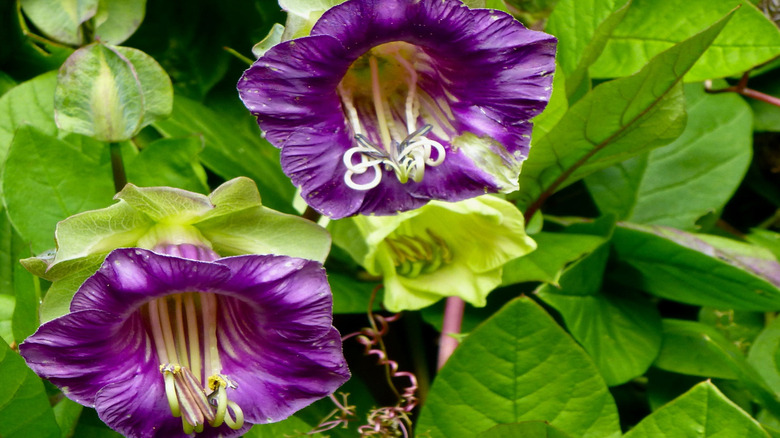 Two purple cup and saucer vine flowers in front of foliage and one green bloom
