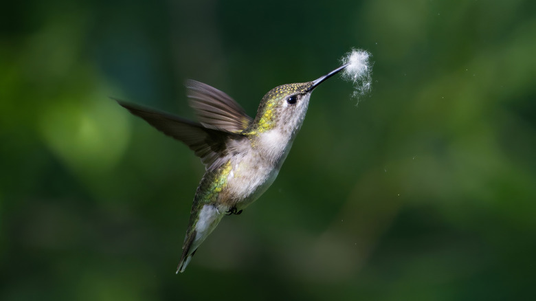 Hummingbird with fluff.