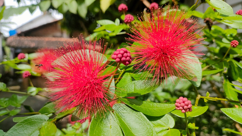 red fairy duster shrub with blooms