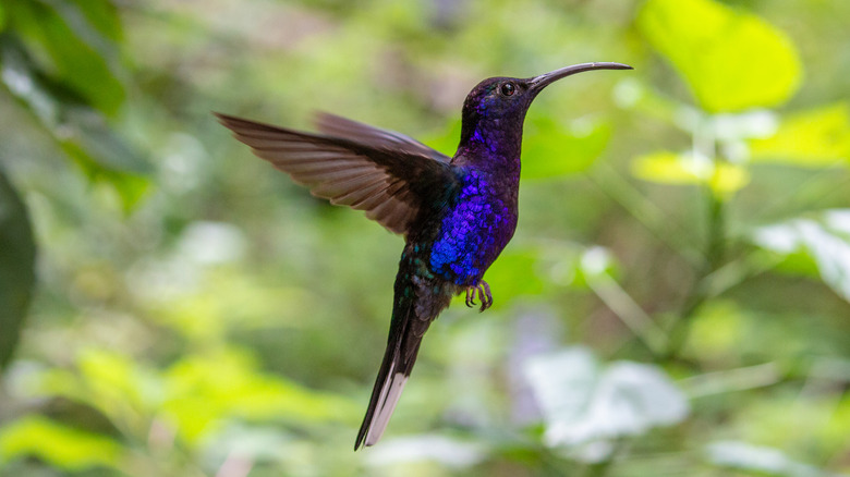 blue hummingbird flapping wings