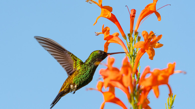 A hummingbird drinking from a honeysuckle.
