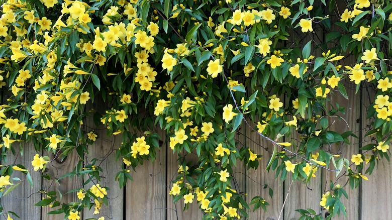 Carolina Jessamine climbing up a fence.