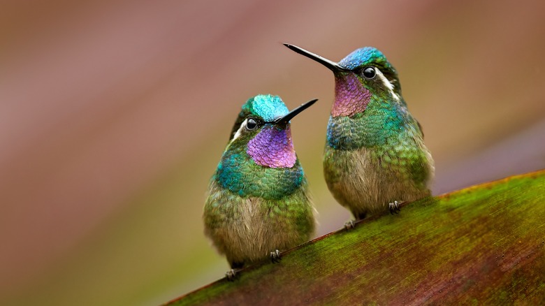 Hummingbird flying near thistle plant