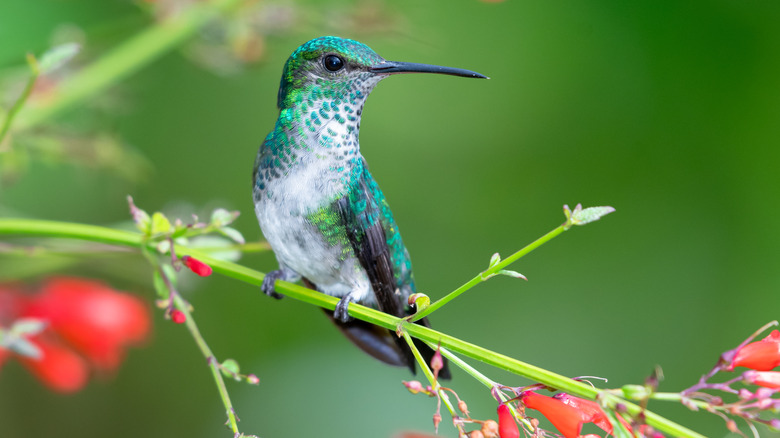 Hummingbird on a tree branch