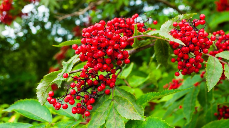 Red elderberry tree fruits