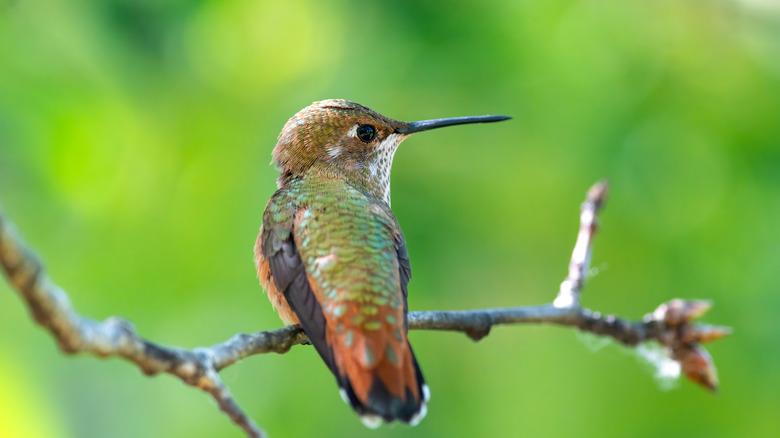 Hummingbird on a branch