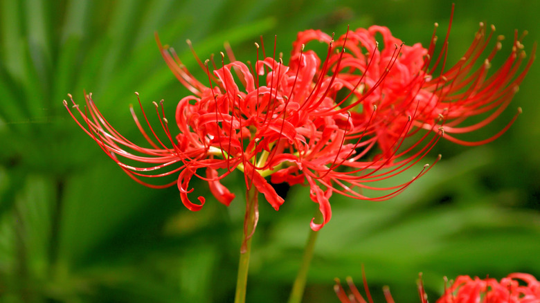 Red spider lilies bloom in a garden.