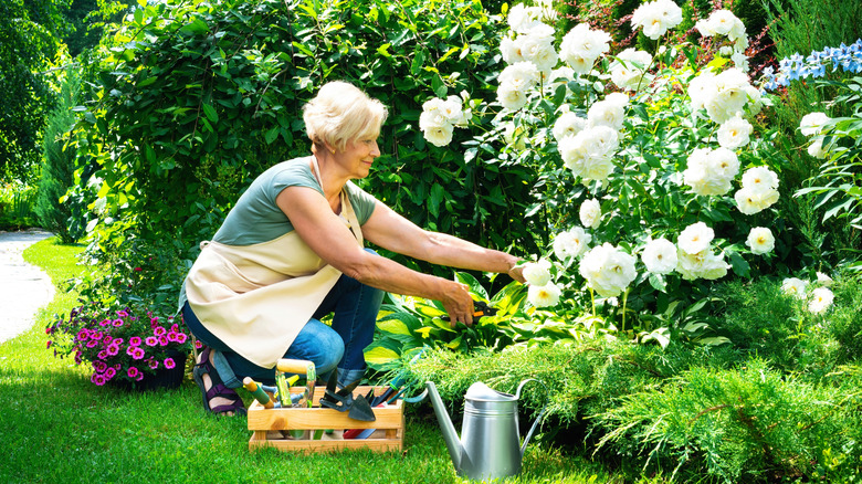 Person tending a garden with white flowers