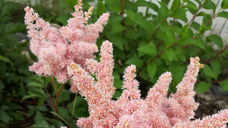 A pink-flowering astilbe in the foreground with a white-blooming hydrangea shrub in the background.