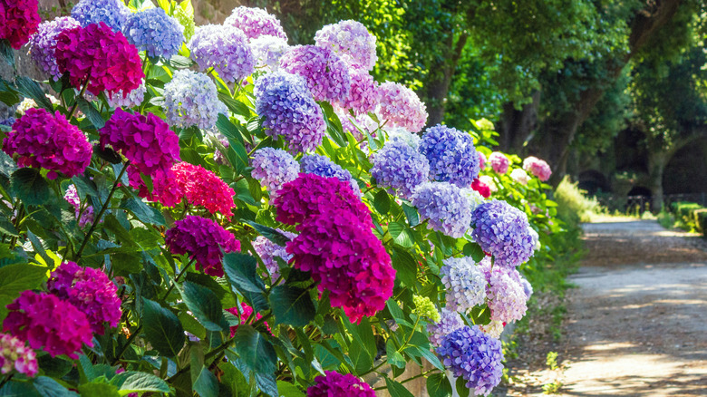 A row of brightly colored hydrangeas﻿ bordering a sidewalk