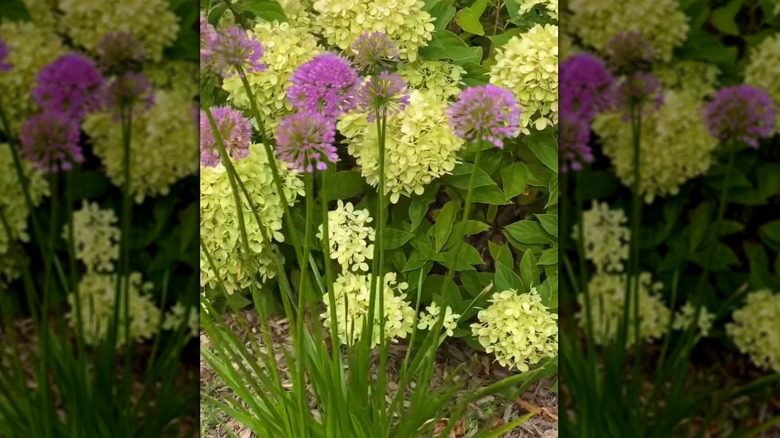 Purple allium globes planted in front of white hydrangeas