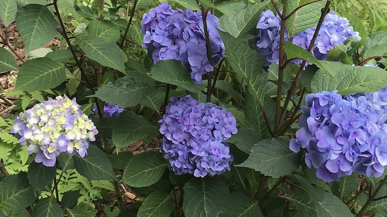 'Bloomstruck' hydrangea in garden