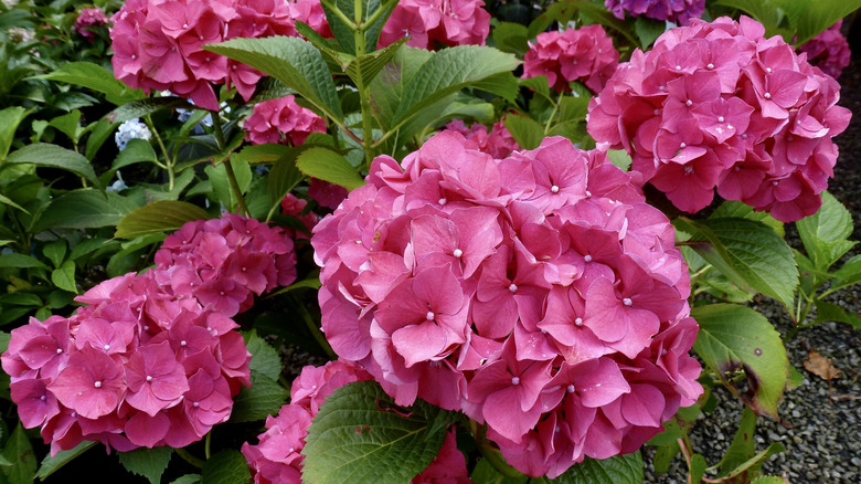 'Glowing Embers' broadleaf hydrangea in bloom
