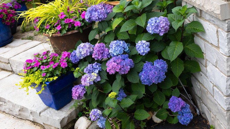 'Let's Dance Lovable' hydrangea blooming in summer