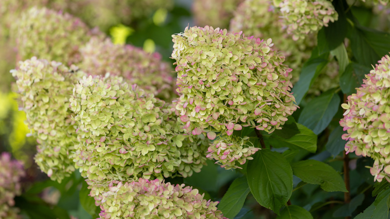 'Limelight' hydrangea blooming in late summer garden
