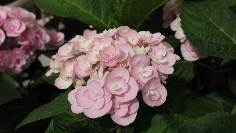 Pale pink 'Love' hydrangea