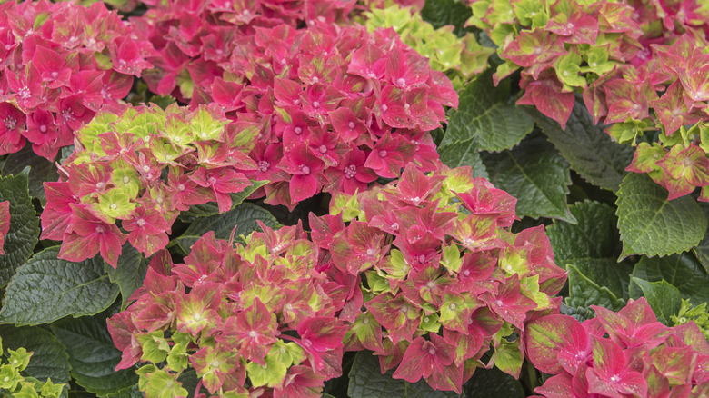 'Magical Crimson' hydrangea in bloom.