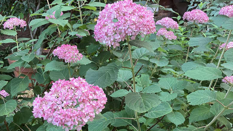 'Mini Mauvette' hydrangea blooming in summer