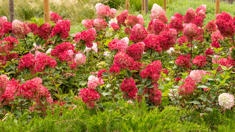 'Mystical Flame' hydrangeas blooming in late summer