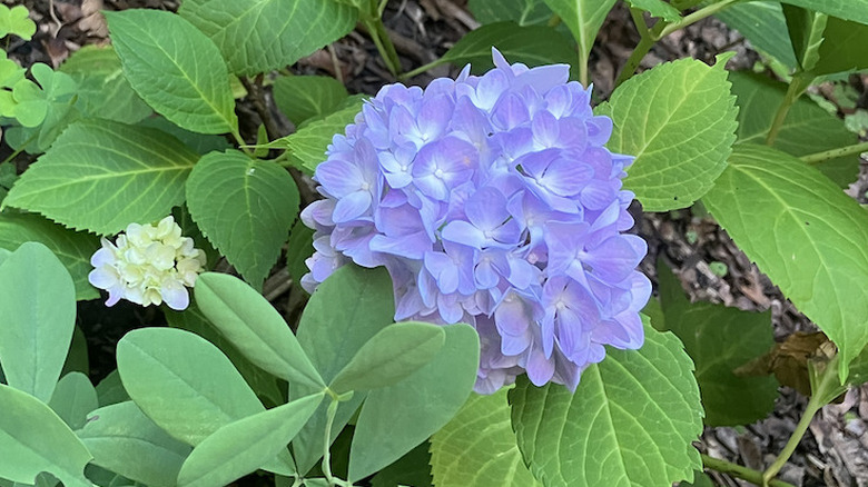 'Nikko Blue' hydrangea in spring