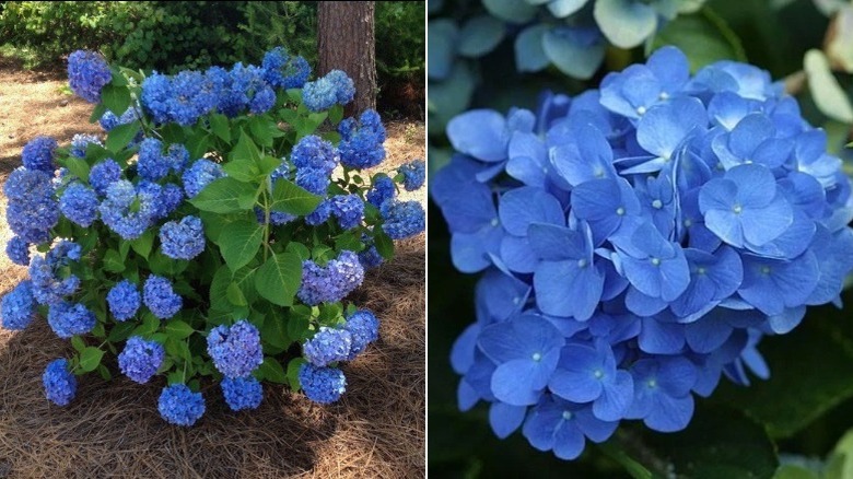 'Nikko Blue' hydrangea in spring