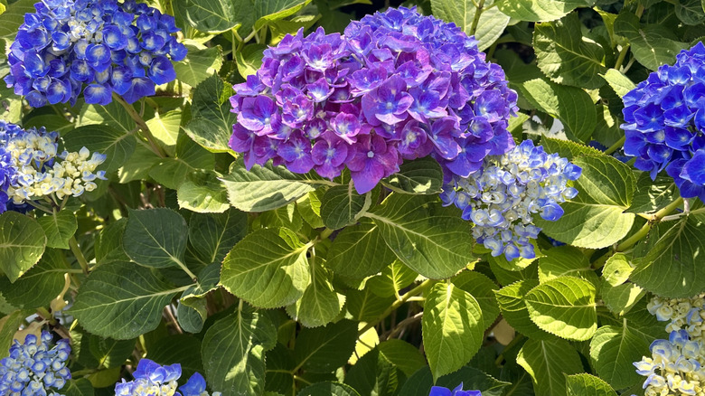 'Penny Mac' broadleaf hydrangea