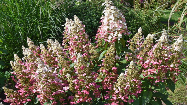 'Pinky Winky' hydrangea in autumn