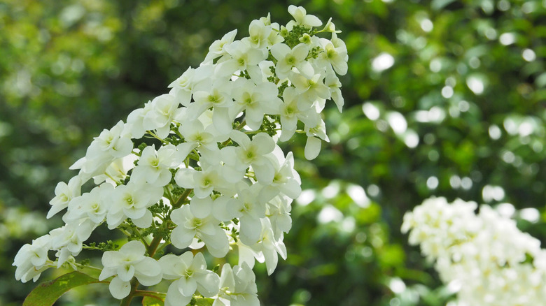 White blooms of 'Snowflake' hydrangea in summer