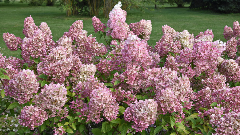 'Strawberry Sunday' panicle hydrangea in bloom