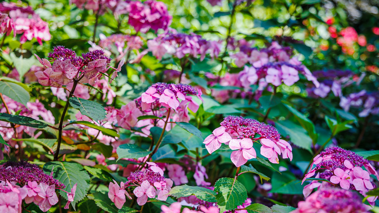 Pink 'Twist-n-Shout' lacecap hydrangea in bloom