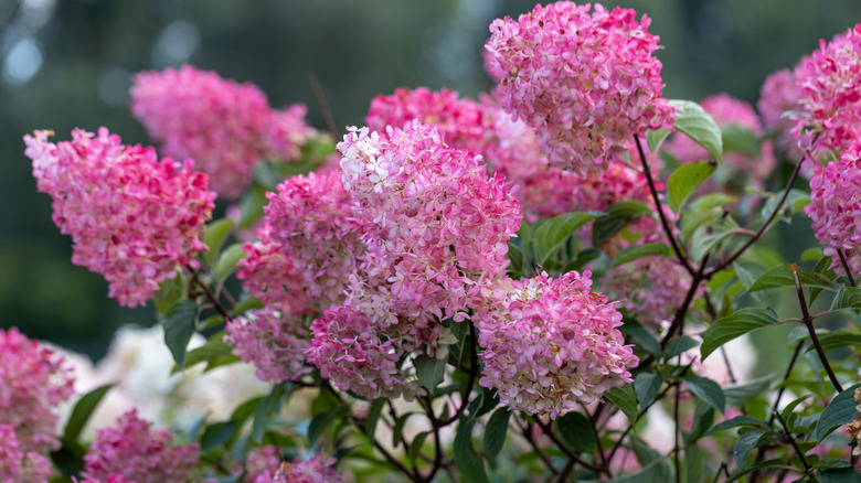 Pink and white 'Vanilla Strawberry' hydrangea