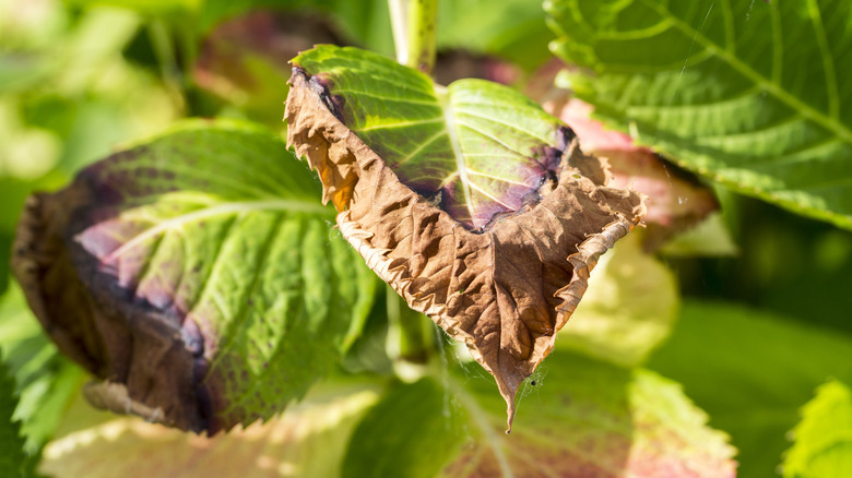 A damaged leaf of a hydrangea, which is looking worse for wear