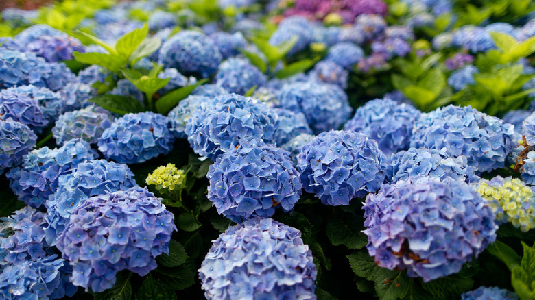 Hydrangeas in bloom and thriving