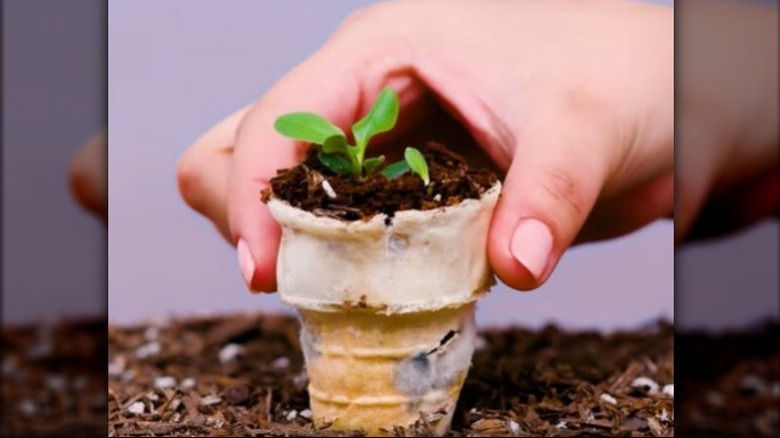 Ice Cream cone seedling hack