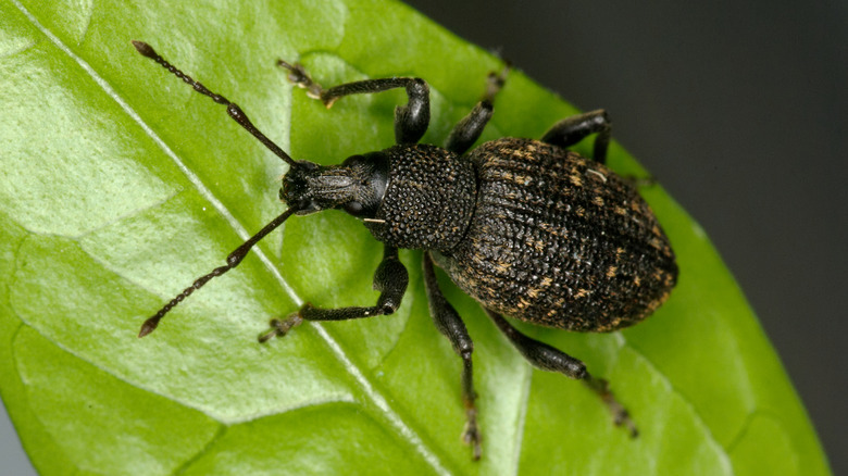 Black vine weevil on leaf