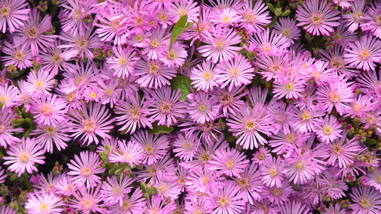 hardy purple ice plant Delosperma