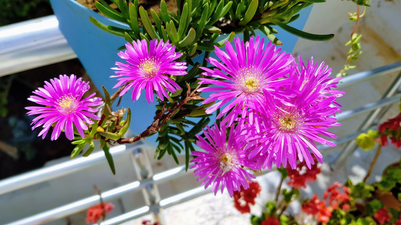 ice plant Delosperma in pot