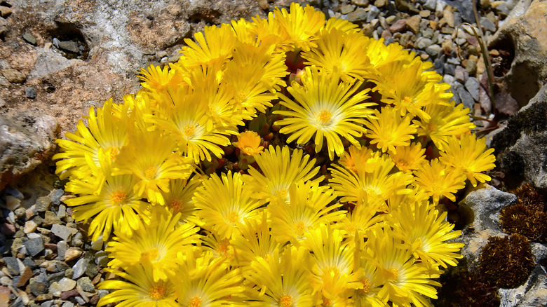 Delosperma ice plant echinatum pickle