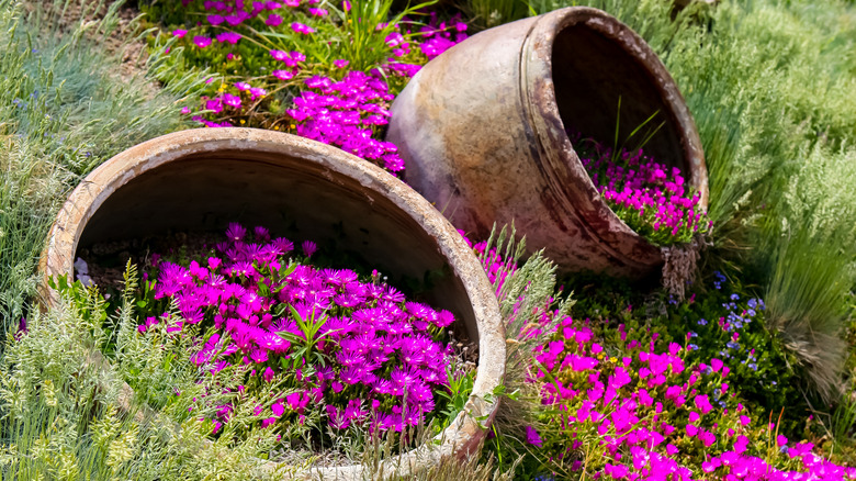 Delosperma ice plant cascading pots