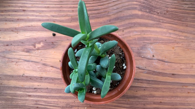 Delosperma ice plant for salad