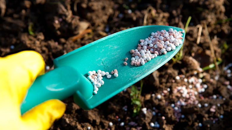 Gloved hand applying fertilizer