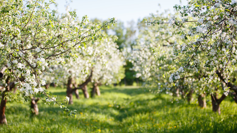 Old orchard in blossom