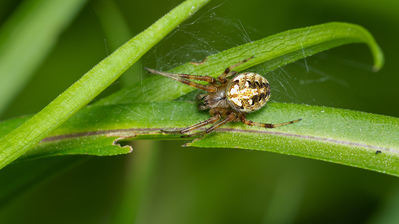Arabesque orb weaver in its web on a plant.