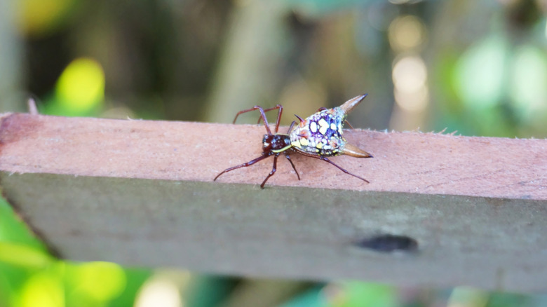 Arrow-shaped micrathena spider on wood.