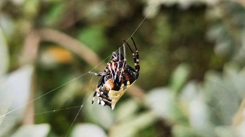 Arrowhead orb weaver hanging on a web strand.