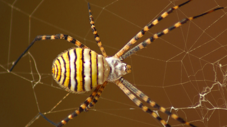 Banded garden spider in its web.