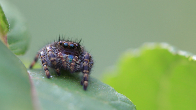 Bold jumper spider perched on a plant.