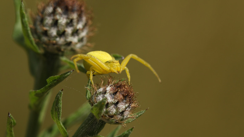 Goldenrod crab spider on flower.