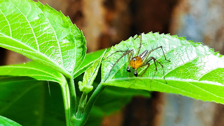 Yellow and black spider on leafy plant.